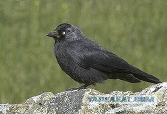Кошачий Триллер