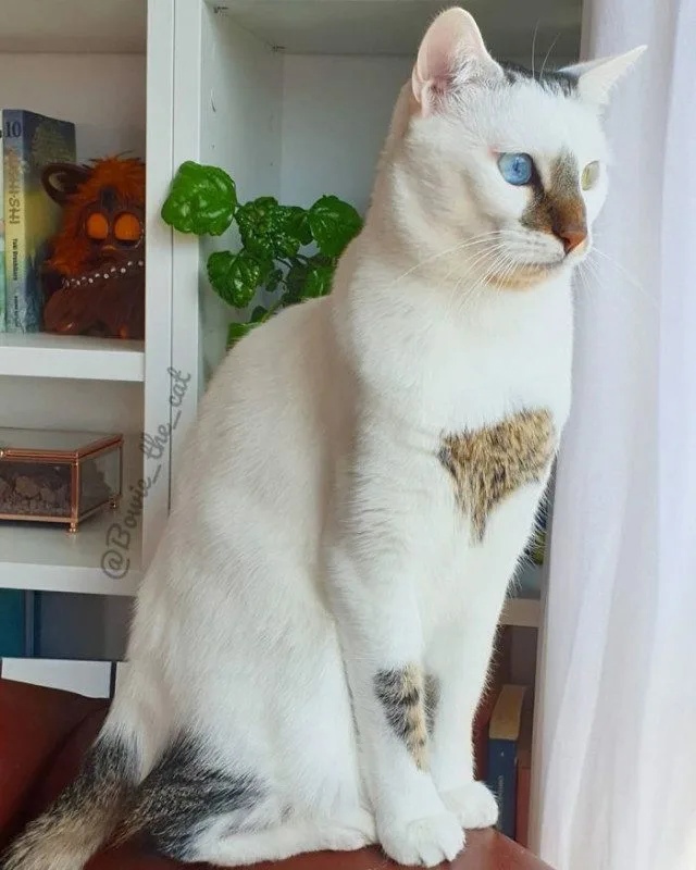 Кошки , кошечки, котяры 14.03.21