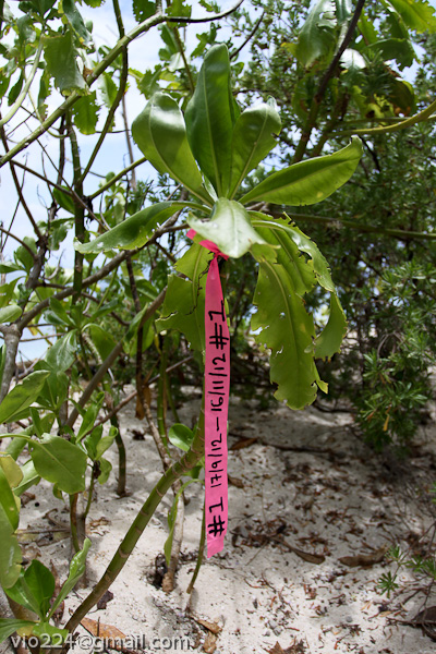 Сейшеллы октябрь 2012