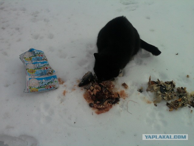 Котовторник  19.03.2013