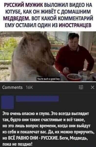 Они кажутся такими милыми и плюшевыми
