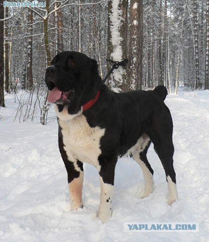 Посвящается противникам бойцовских пород