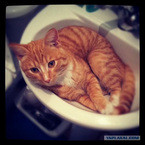 Котовторник 04.06.2013