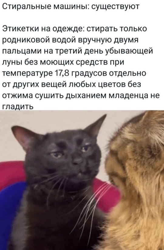 Весёлый полтишок 22.11.24