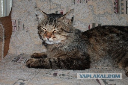 О бенгальских котах на наглядном примере