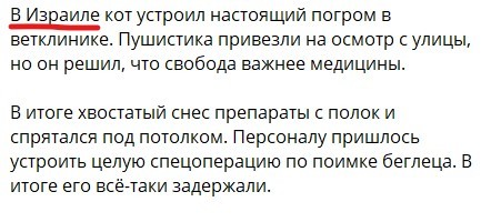 Кот устроил настоящий погром в ветклинике.