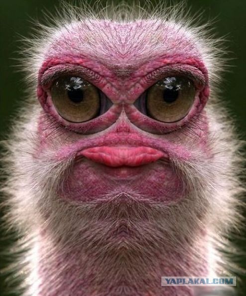 Перелет в исполнении хруста (0.20)