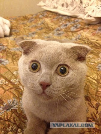 Скажите... оно в самом деле настоящее?!