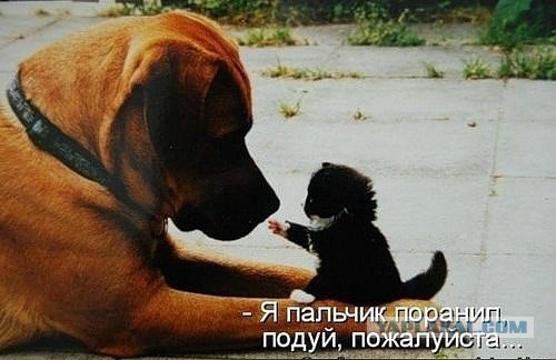 Тема для юмора