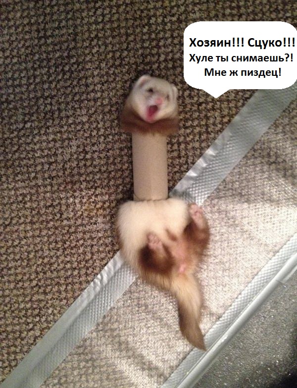 Fail (не издевательство над животными)