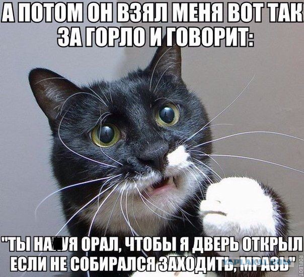Котовторник  08.07.2014