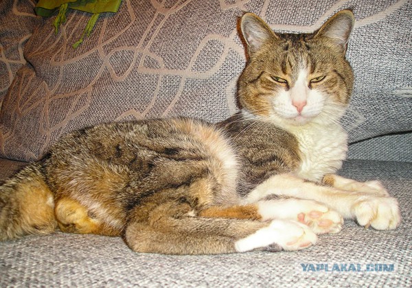 Котовторник 15.07.2014.