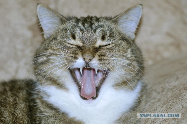 А у тебя есть фото твоей зевающей котейки ?