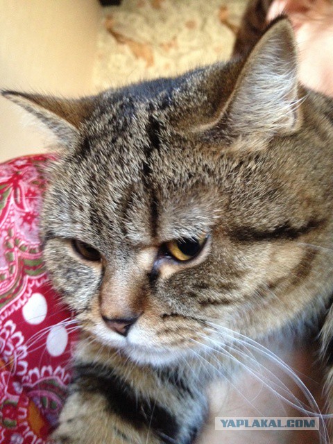 Котовторник 19.08.2014
