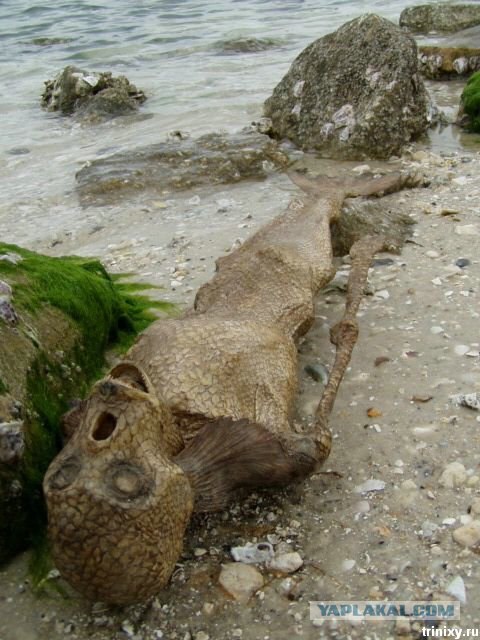 На пляже Шотландии обнаружили неизвестное чудовище
