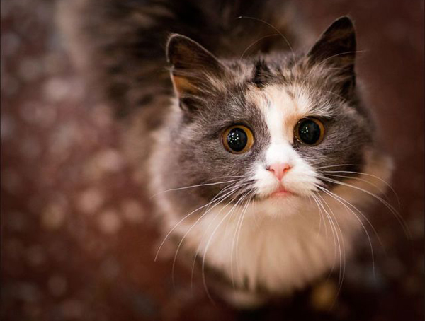 Рисованный котовторник