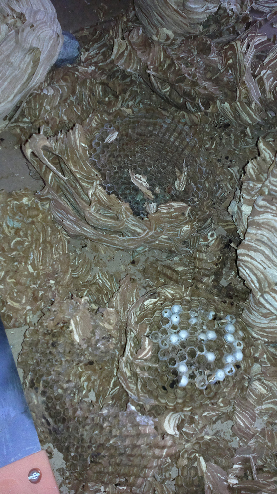 Коттедж опасных соседей