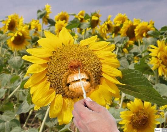 Эта сексуальная природа. РАСТЕНИЯ, ПЕЙЗАЖИ