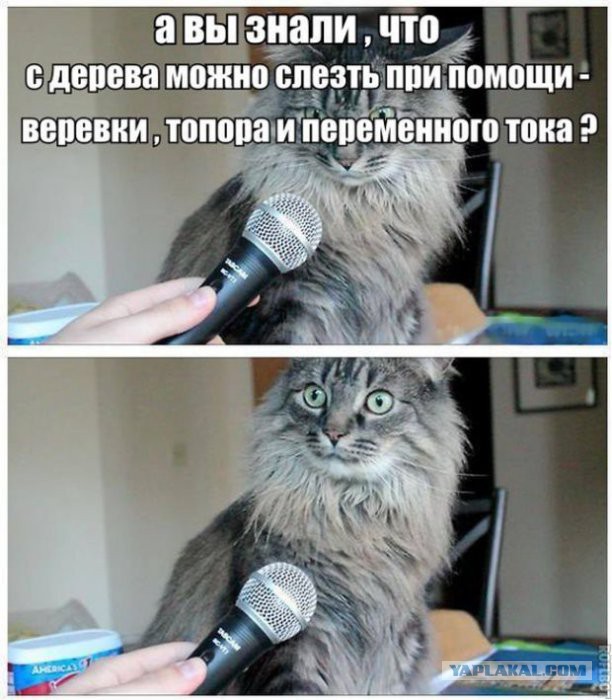 Спасение кота солдатом: взгляд со стороны кота
