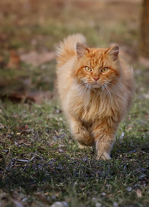 Опасный котэ