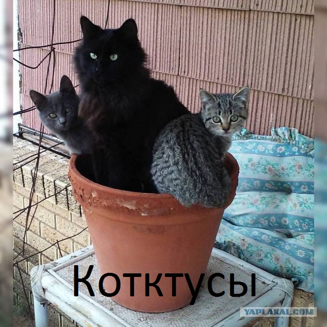 Картинок пост