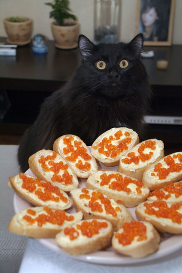 Коты, кошки, котята