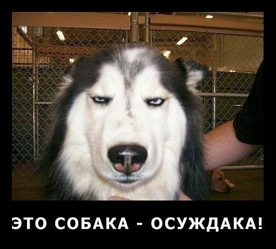 Прикольные животные