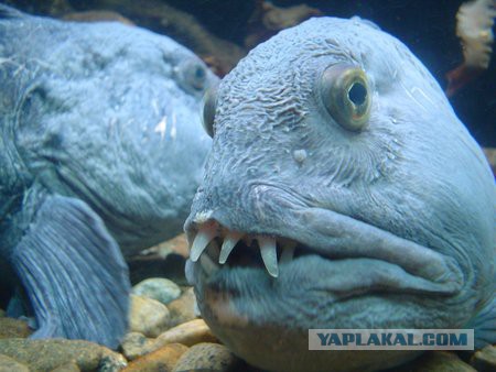 15 самых странных океанских животных