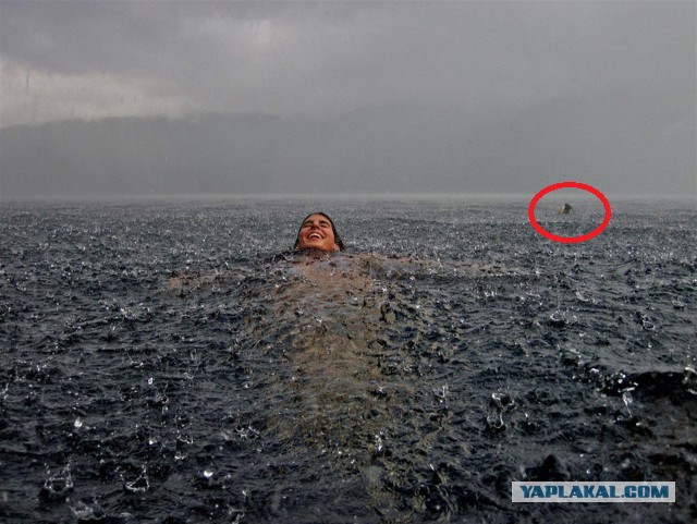 Картинки и приколы из сети