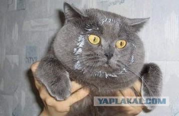 Неправильный кот