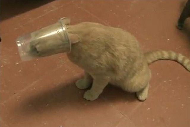Коты из сети