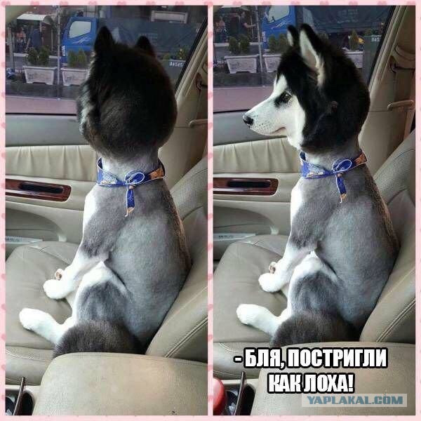 Картинки с надписями. Поулыбаться.