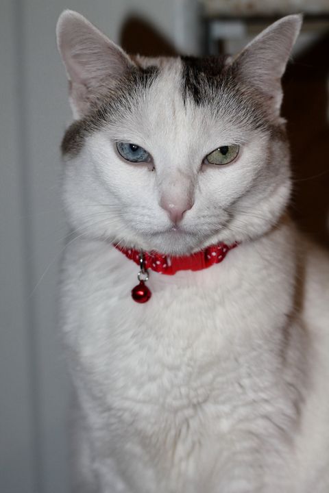 Кошкин день
