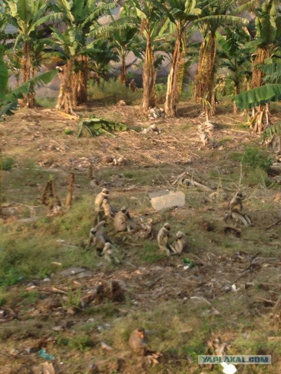 Поездка в Индию