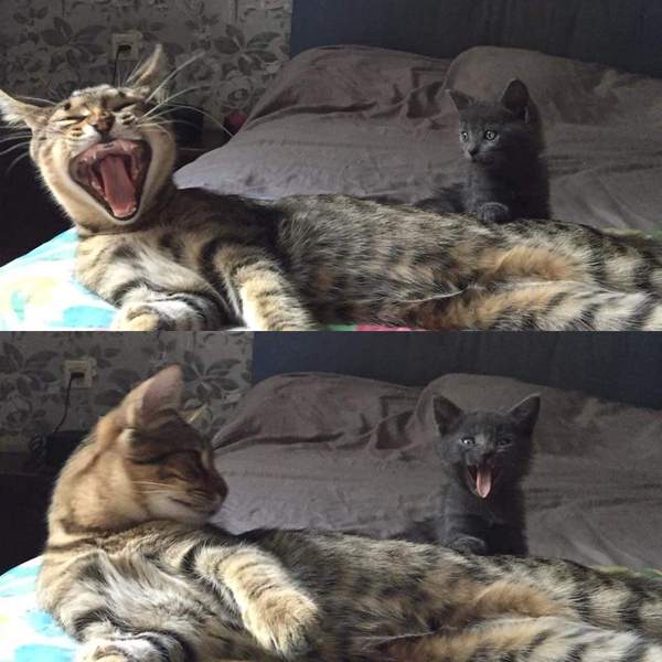 Коты и Кошки