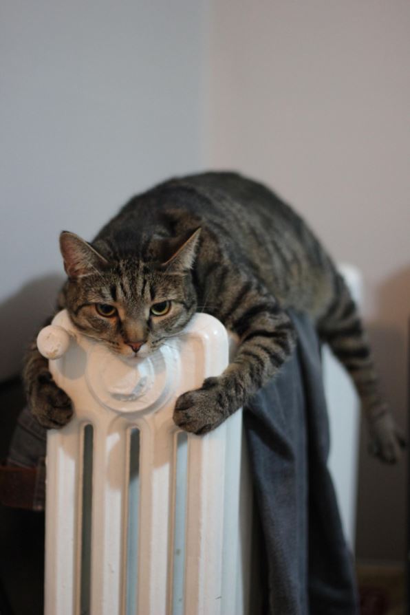 Коты и Кошки