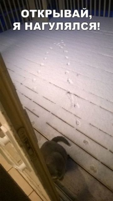 Коты и Кошки