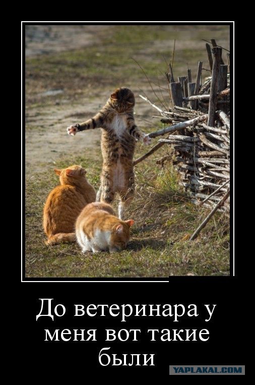 Как стать таким же "британцем"?