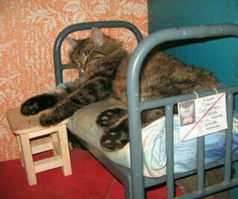 Прикольных котов пост