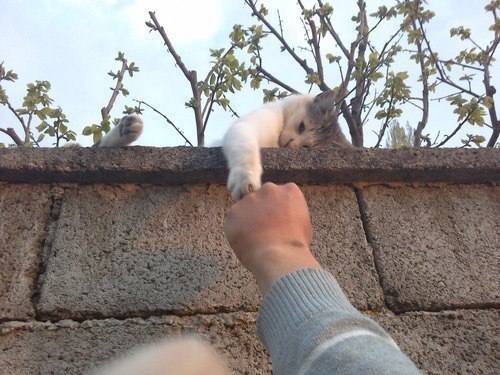 Кот без прикрас