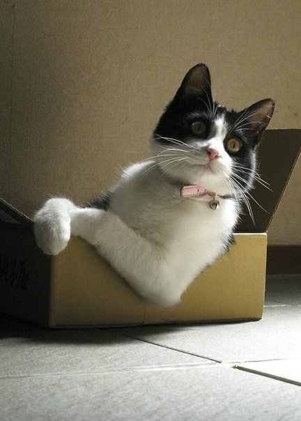 Неадекватные коты