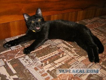 Котовторник на ЯПлакалъ (20.05.08), прикольные коты, добавляем свои!