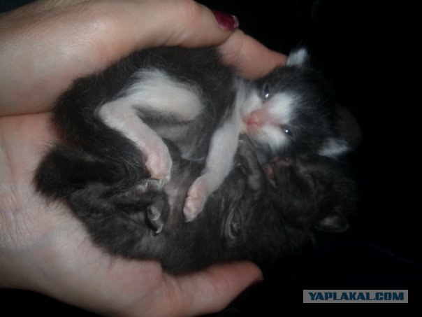 Уррааа! Котовторник на ЯПлакалъ!