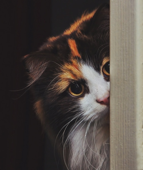 Немного милоты