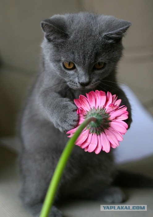 Сегодня котовторник, а котиков все нет
