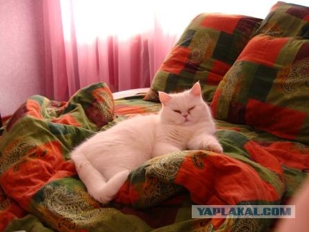 Котовторник