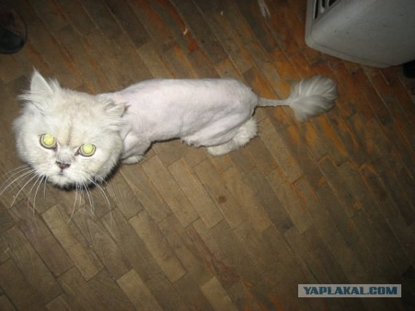 Котовторник на середину июня