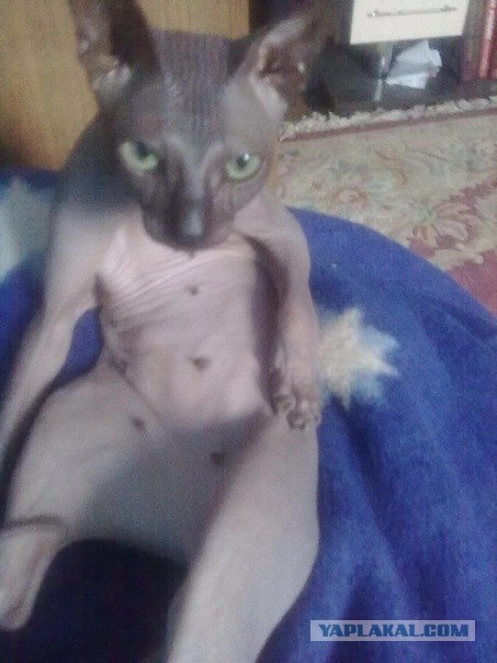 Котовторник с Кузей