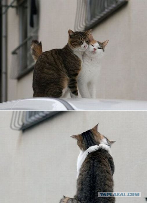 Котовторник!