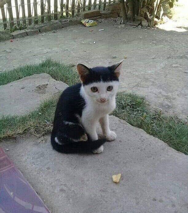 Прикольных котов пост